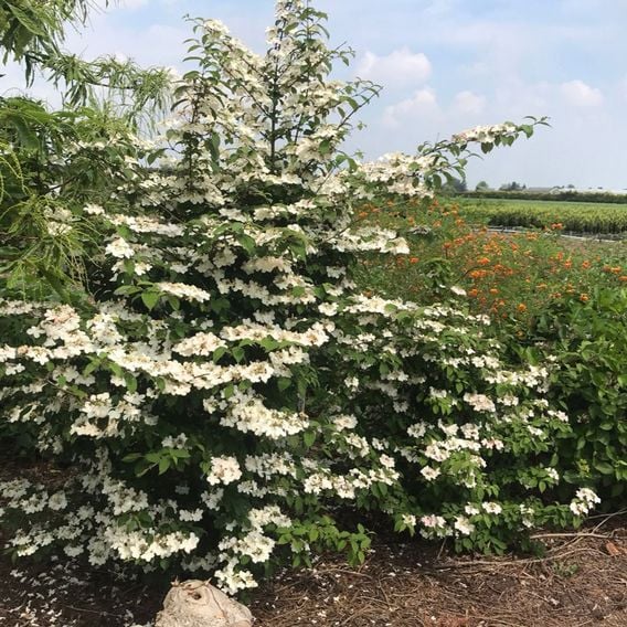 Viburnum plicatum f. tomentosum 'Kilimandjaro'