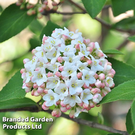 Wayfaring Tree (Hedging)