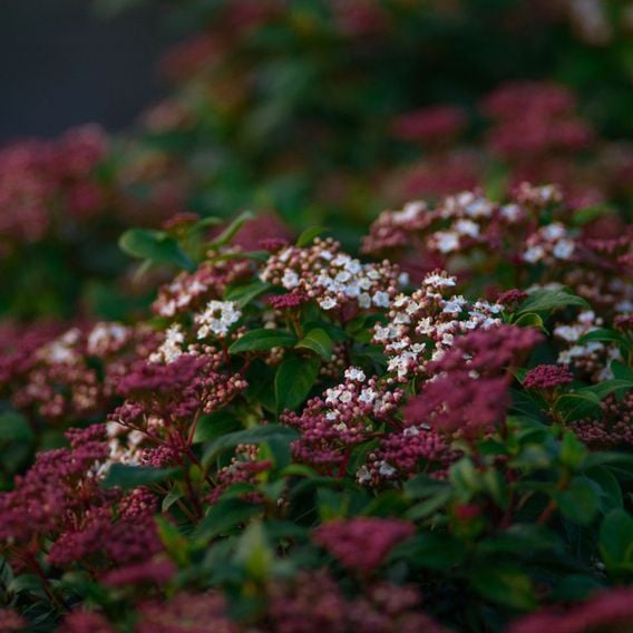 Viburnum tinus 'Lisarose'