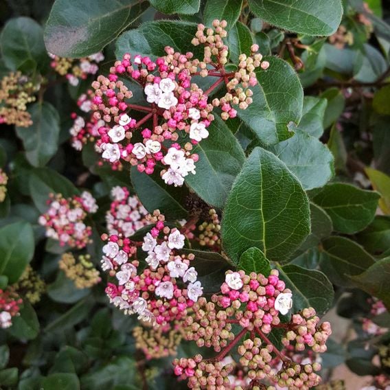 Viburnum tinus 'Lisarose'