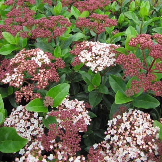 Viburnum tinus 'Lisarose'