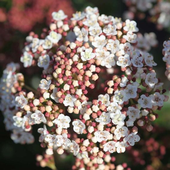 Viburnum tinus 'Lisarose'