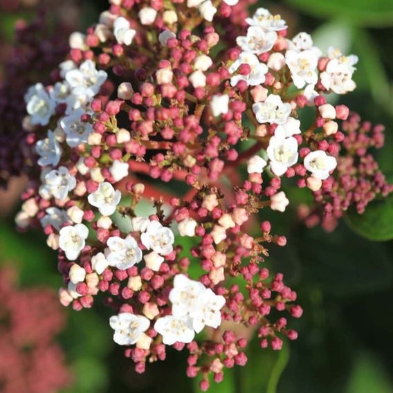 Viburnum tinus 'Lisarose'