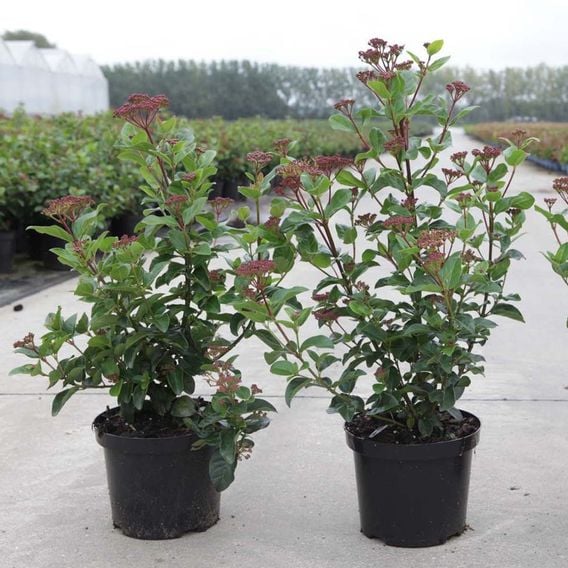 Viburnum tinus 'Lisarose'