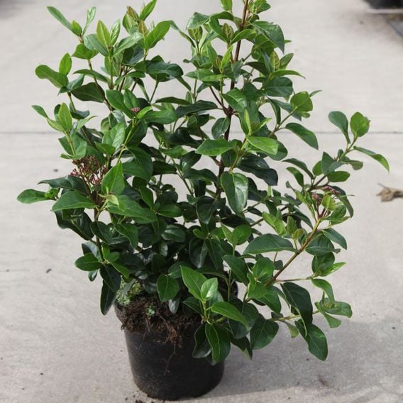 Viburnum tinus 'Lisarose'