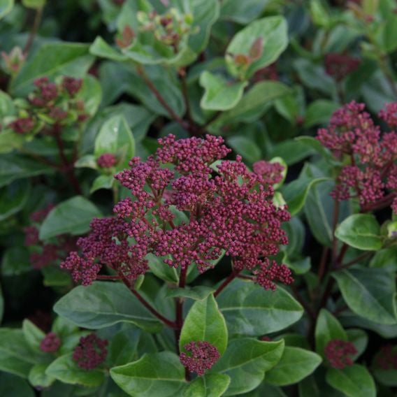 Viburnum tinus 'Lisarose'