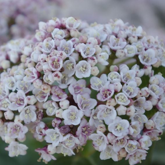 Viburnum tinus 'Lisarose'