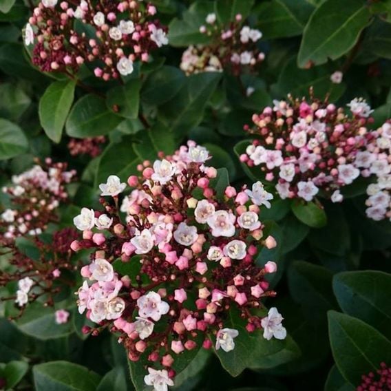 Viburnum tinus 'Lisarose'