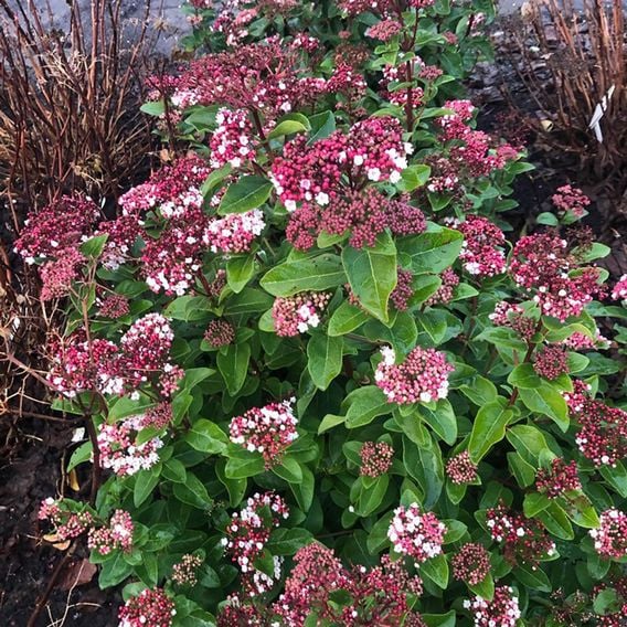 Viburnum tinus 'Lisarose'