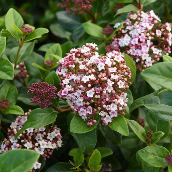 Viburnum tinus 'Lisarose'