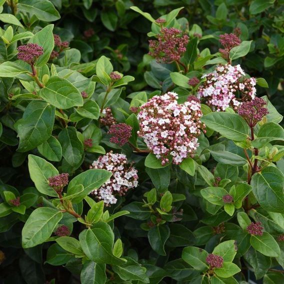 Viburnum tinus 'Lisarose'