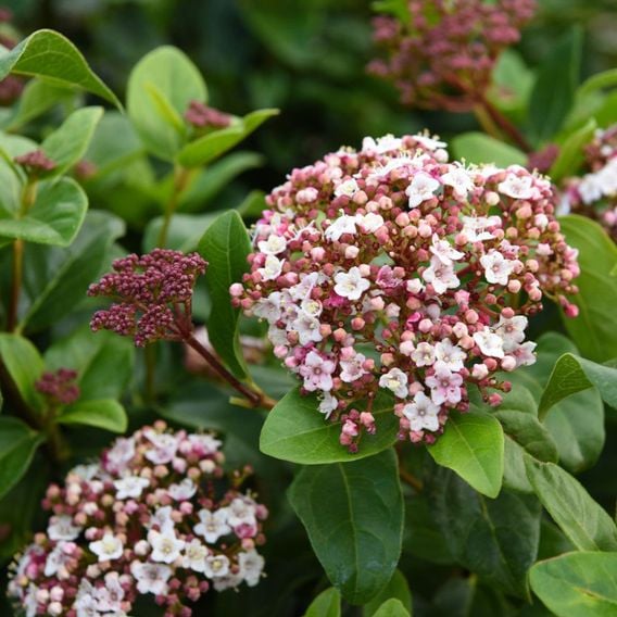 Viburnum tinus 'Lisarose'