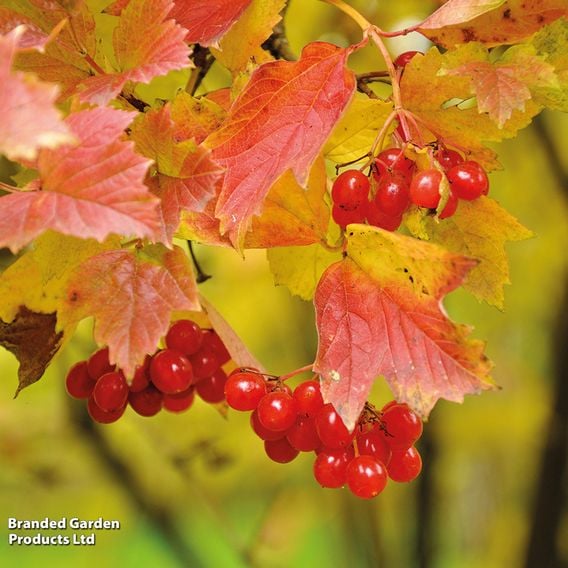 Viburnum opulus (Hedging)