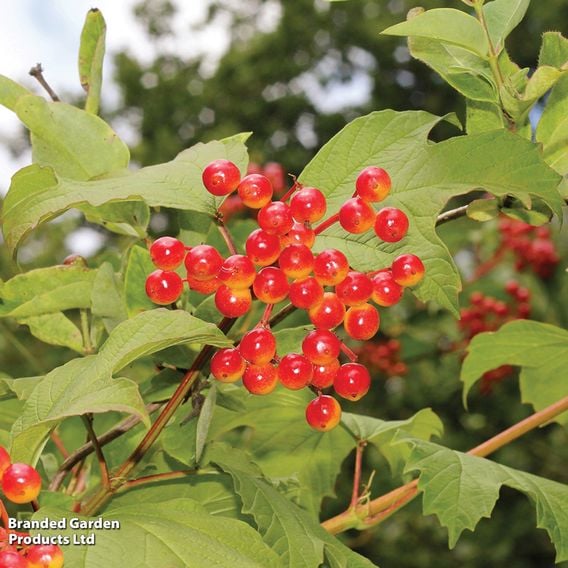 Viburnum opulus (Hedging)