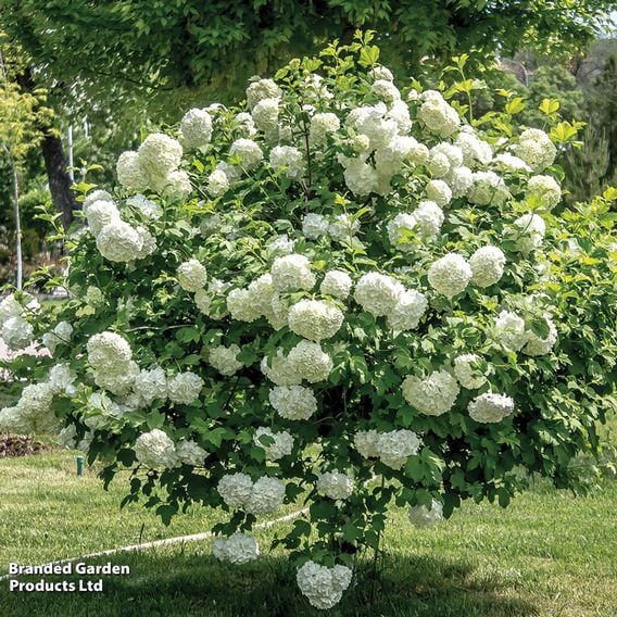 Viburnum opulus (Hedging)