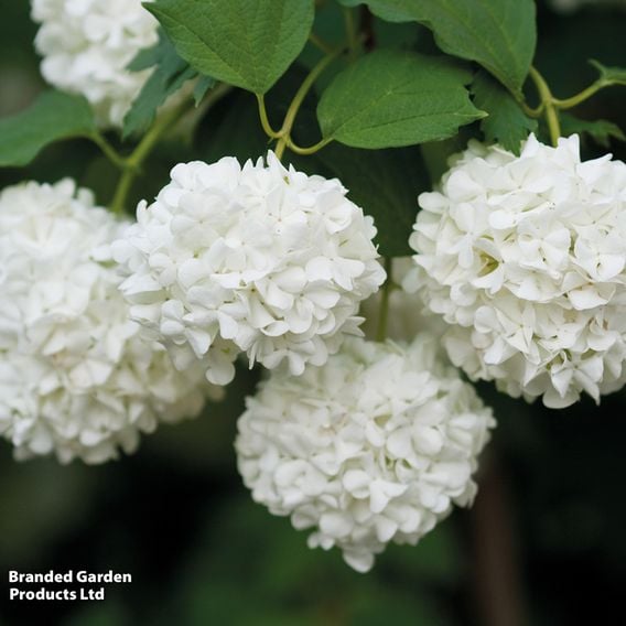 Viburnum opulus (Hedging)