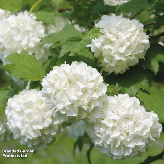 Viburnum opulus (Hedging)