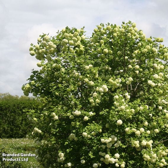 Viburnum opulus (Hedging)