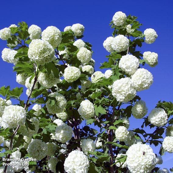 Viburnum opulus (Hedging)