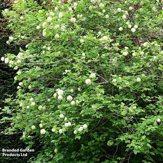 Viburnum opulus (Hedging)