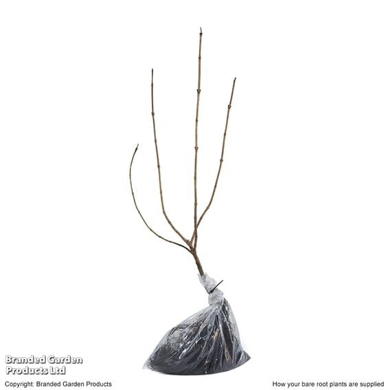 Viburnum opulus (Hedging)