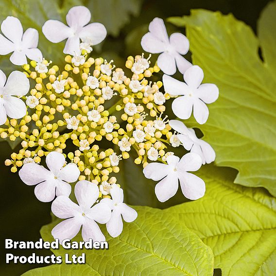 Viburnum opulus 'Park Harvest'