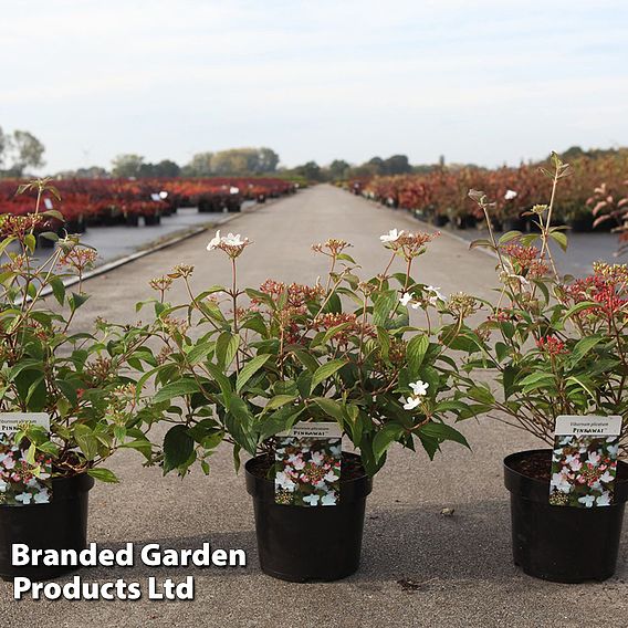 Viburnum plicatum 'Pinkawai'