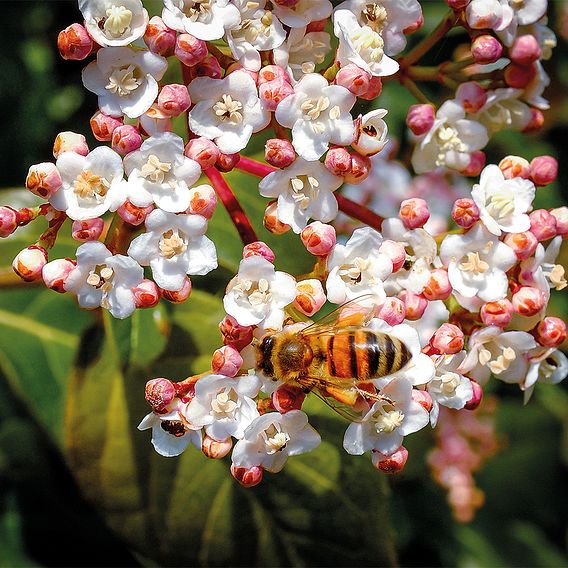 Viburnum tinus