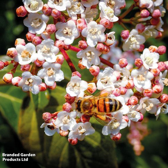 Viburnum tinus