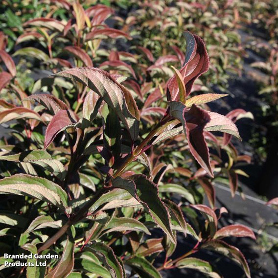 Viburnum x hillieri 'Winton'