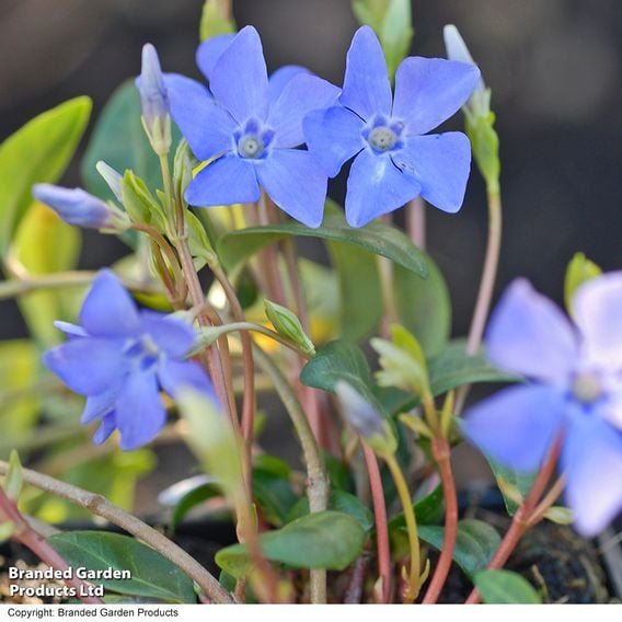 Vinca minor