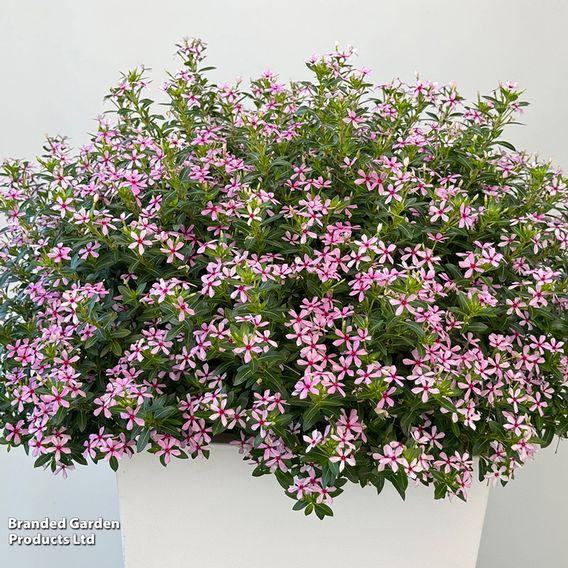Catharanthus roseus 'Soiree Sweet Besties Pink Dark Eye'