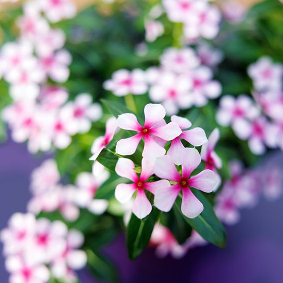 Catharanthus roseus 'Soiree Sweet Besties Pink Dark Eye'