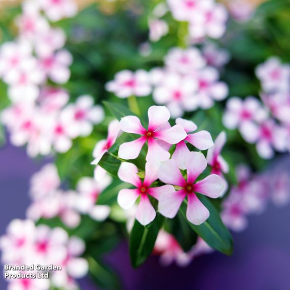 Catharanthus roseus 'Soiree Sweet Besties Pink Dark Eye'