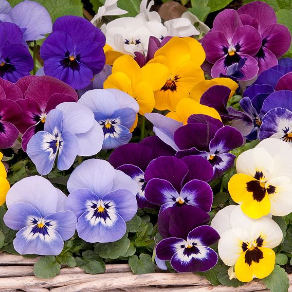 Viola 'Autumn Jewels Mixed'