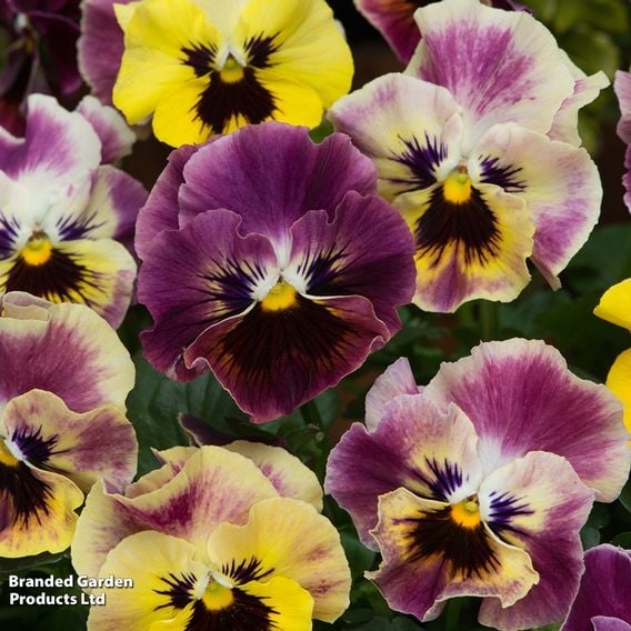 Pansy 'Frizzle Sizzle Fire' Mix