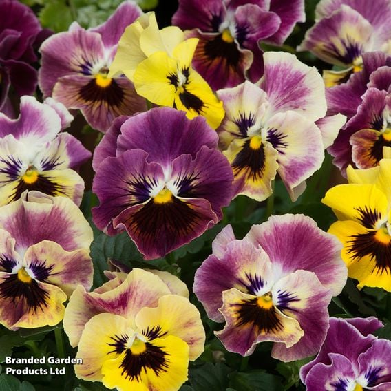 Pansy 'Frizzle Sizzle Fire' Mix