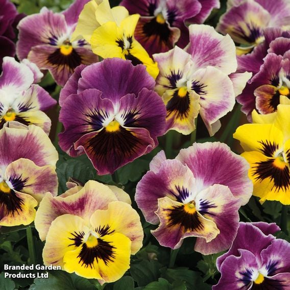Pansy 'Frizzle Sizzle Fire' Mix