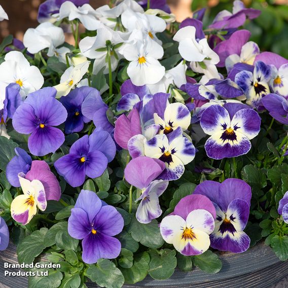 Viola 'Giant Flowered Trailing Duo'