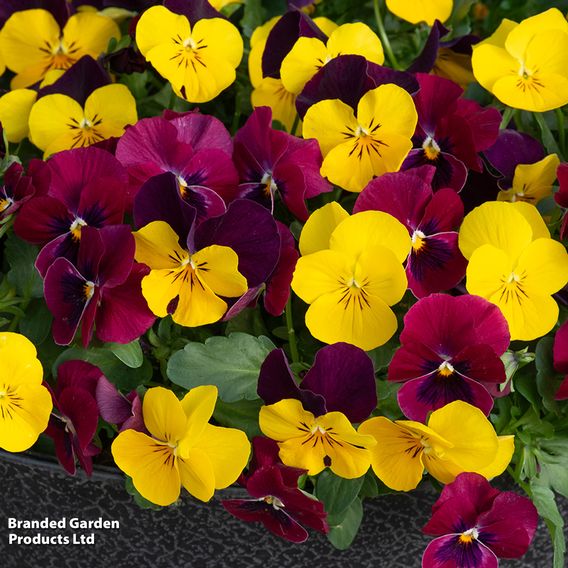 Viola 'Giant Flowered Trailing Duo'