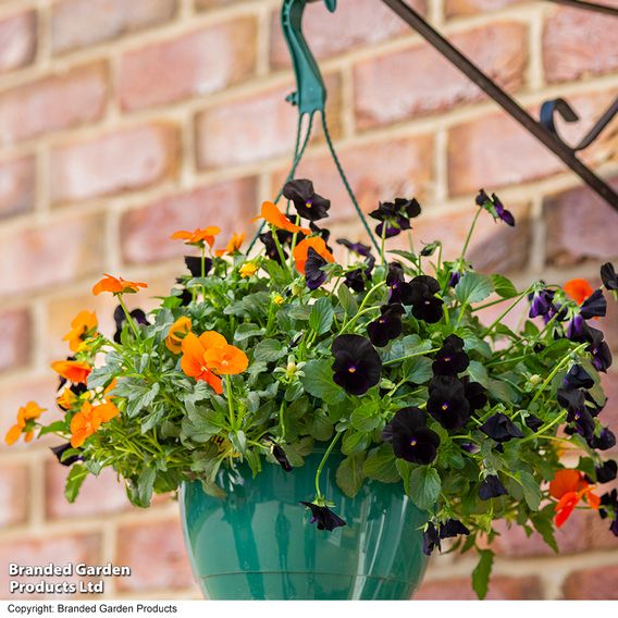 Viola 'Halloween'