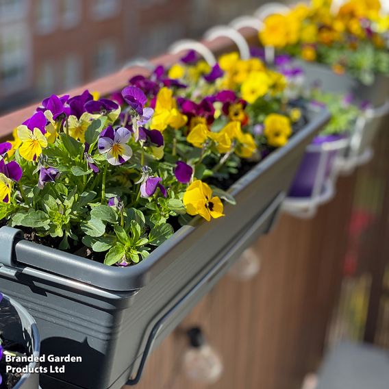 Viola 'Most Scented Mix'