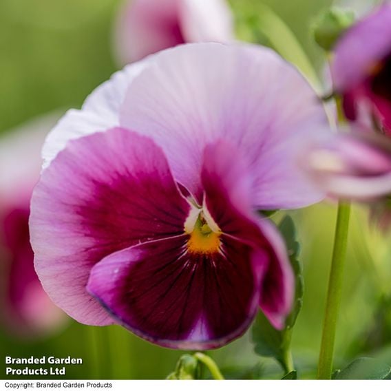 Viola 'Raspberry Fools'