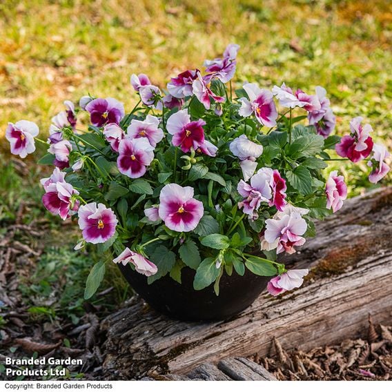 Viola 'Raspberry Fools'