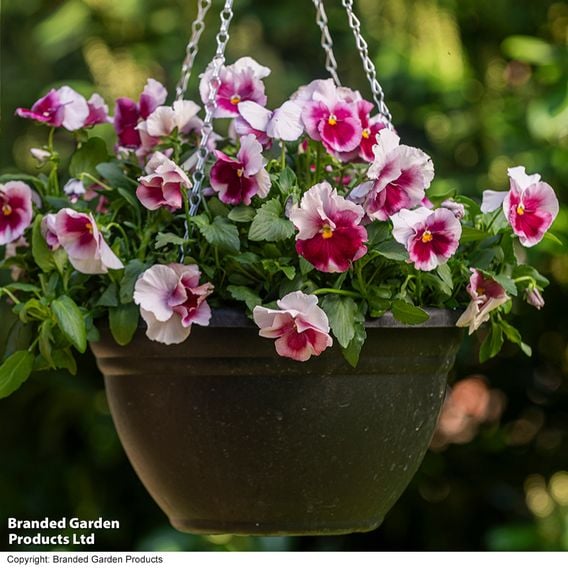 Viola 'Raspberry Fools'