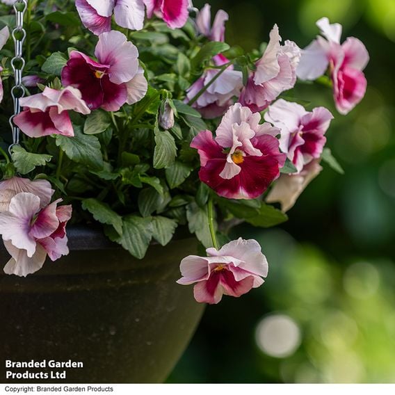 Viola 'Raspberry Fools'