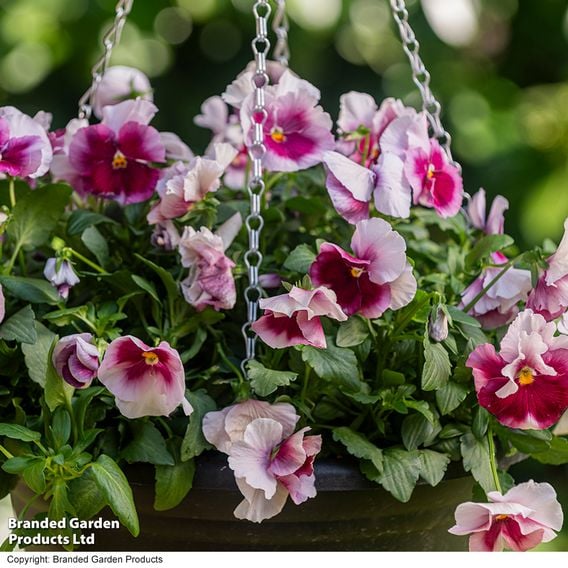 Viola 'Raspberry Fools'