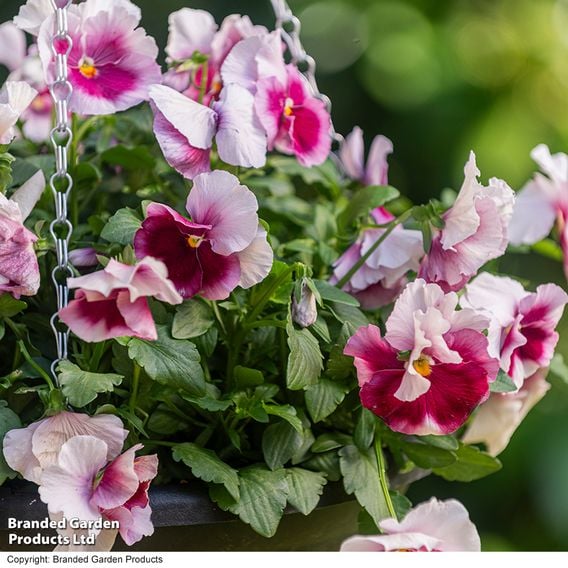 Viola 'Raspberry Fools'