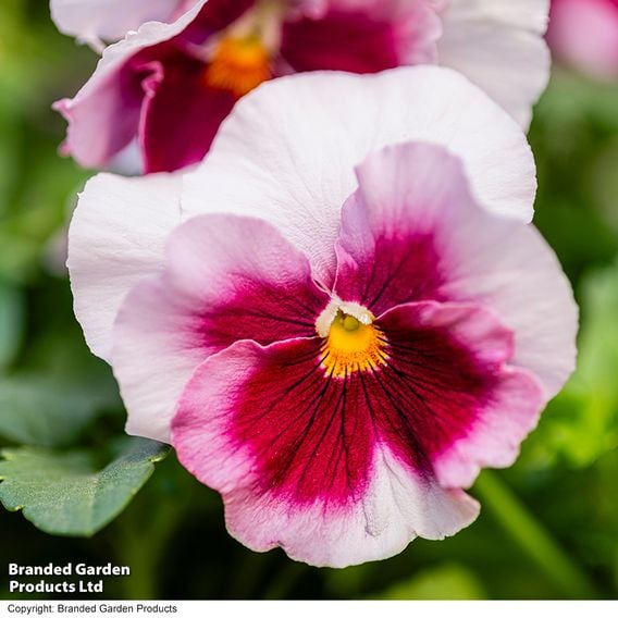 Viola 'Raspberry Fools'