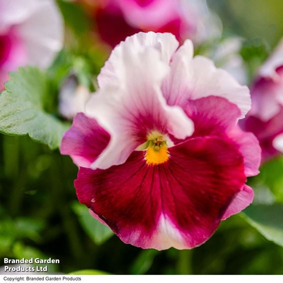Viola 'Raspberry Fools'